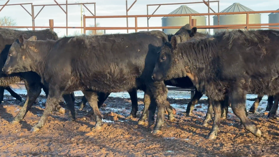 630 lb, fancy, jet black, Bangs vaccinated, home raised, 1 iron!-BS1217B5